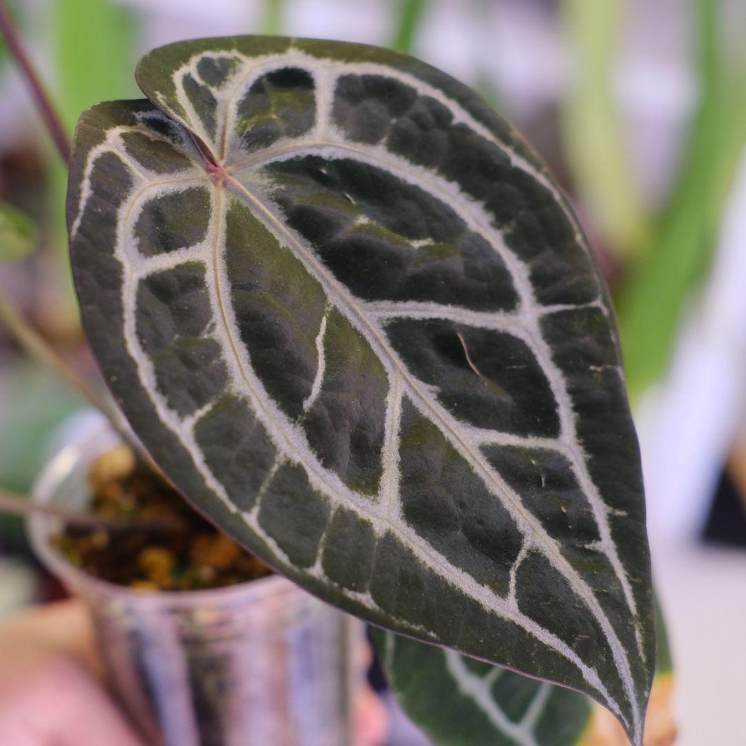 【正規タグ】Anthurium 'Michelle'│アンスリウム・ミシェル②