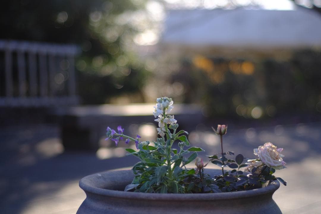 最高級機・完動品 ペンタックス K2 + 50mm F1.7 現状品 作例付