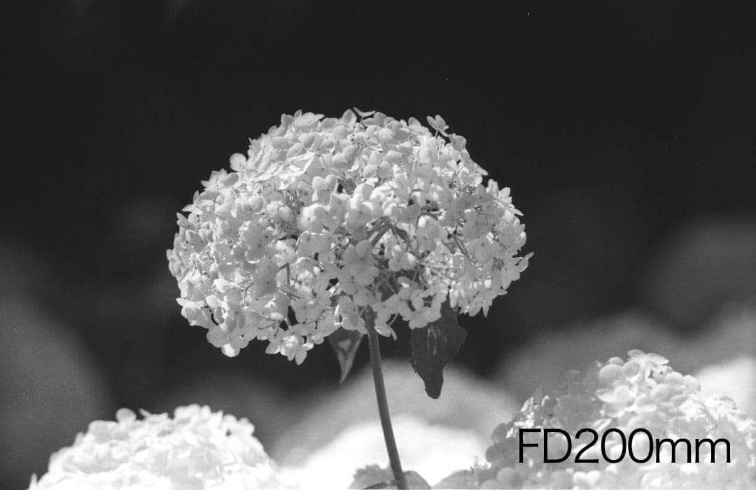 実用機 Canon AE-1（シャッター＆レンズクリーニング整備＆試写済です）