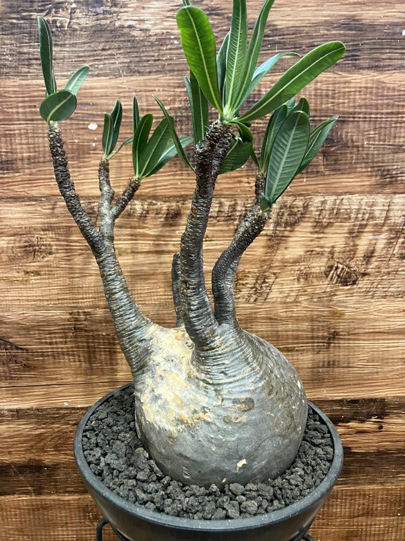 パキポディウム グラキリス　現地球　発根済