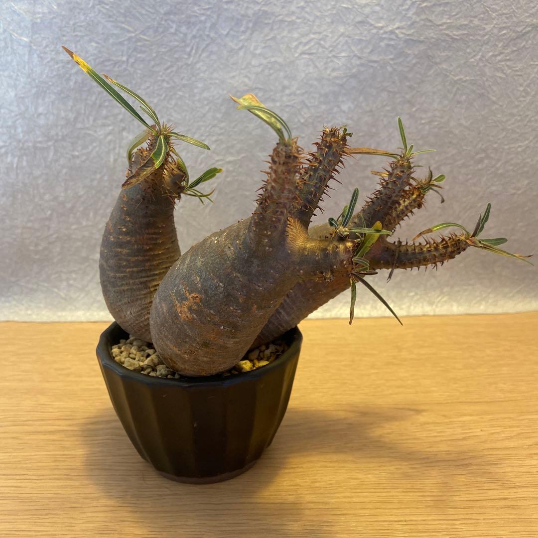 グラキリス多頭トリプルヘッド 現地球