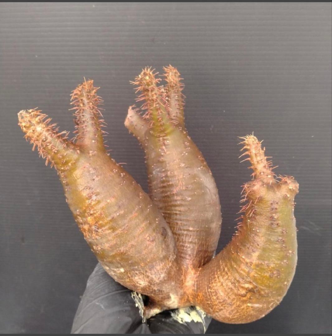 グラキリス多頭トリプルヘッド 現地球