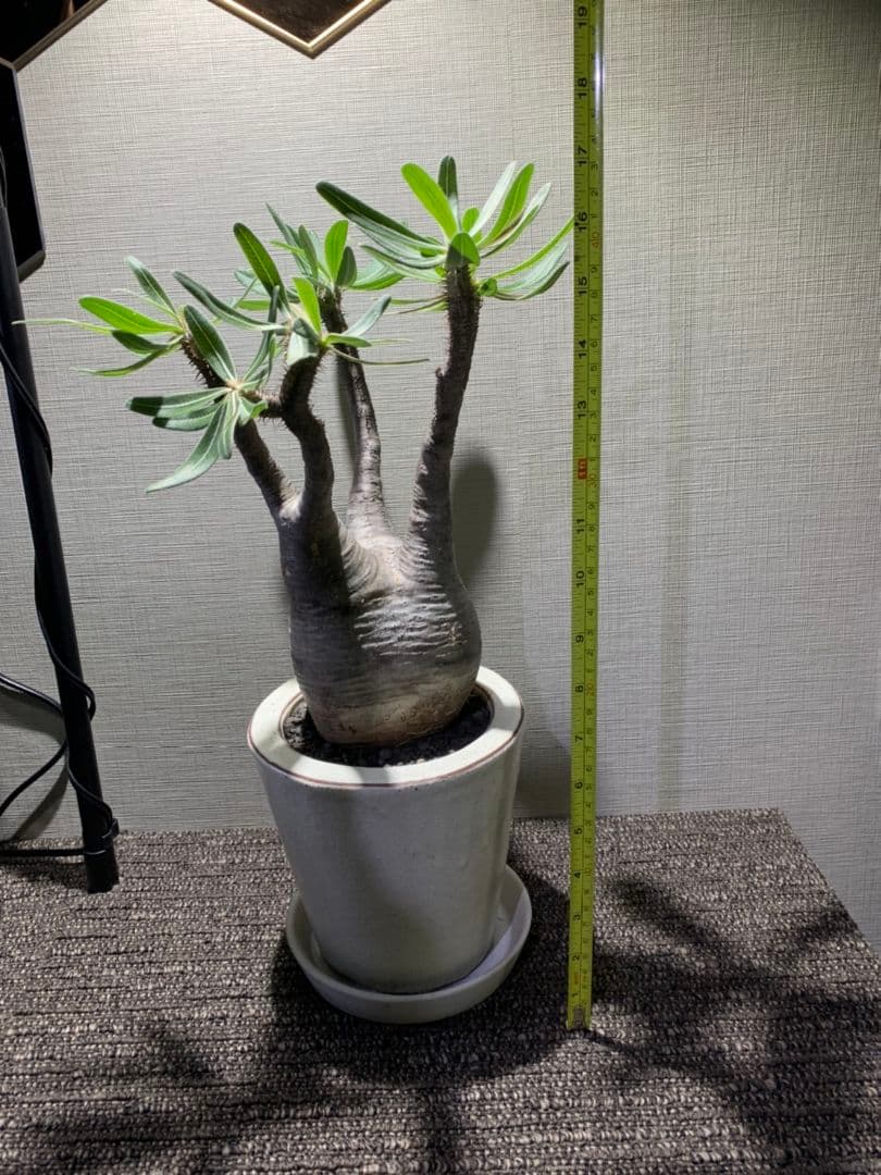 パキポディウム グラキリス