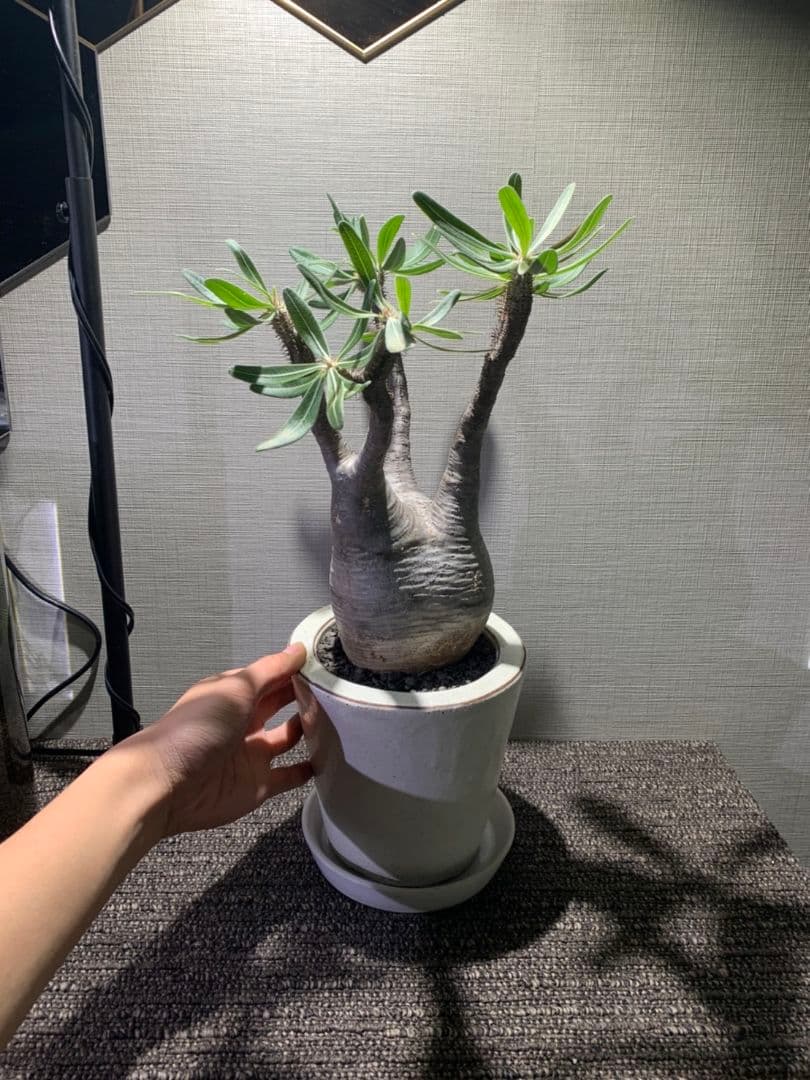 パキポディウム グラキリス