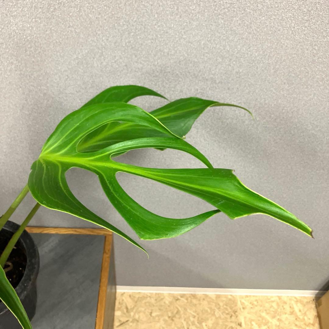 超絶希少❗️超美株❗️モンステラ　バールマルクスフレーム✨