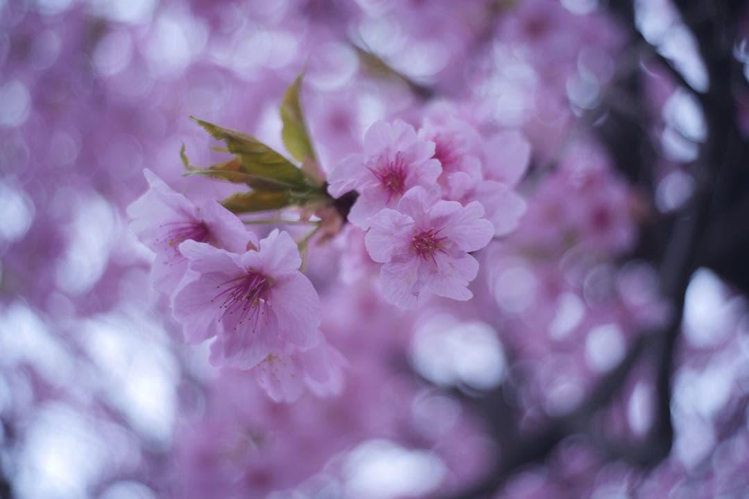 レンズ(単焦点) M42 Enna Macro-Ennalyt 35mm f2.8
