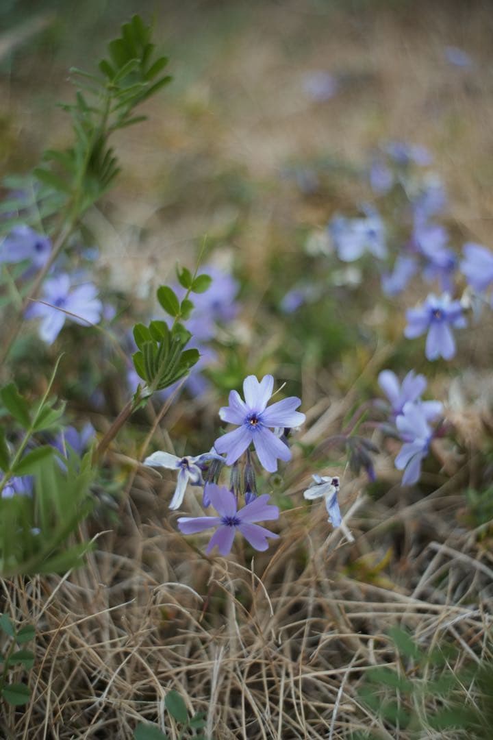 レンズ(単焦点) M42 Enna Macro-Ennalyt 35mm f2.8