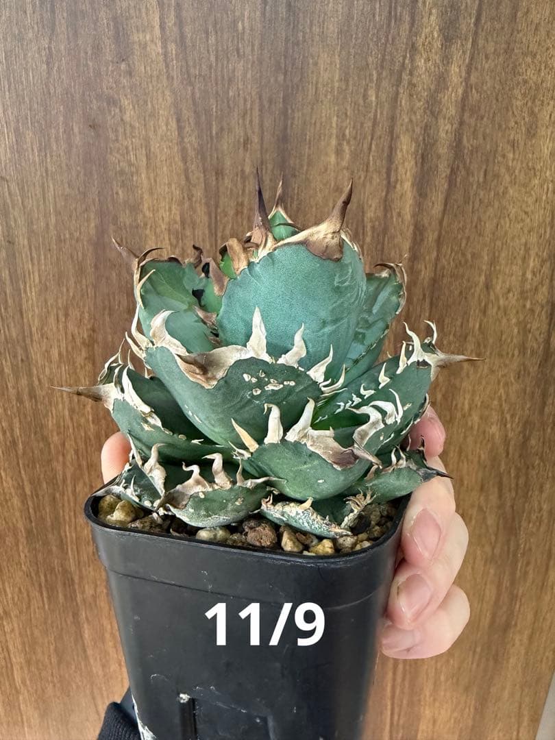 アガベ オテロイ実生 オアハカ 選抜株 (検 清櫻 皇冠 セオクラ チタノタ