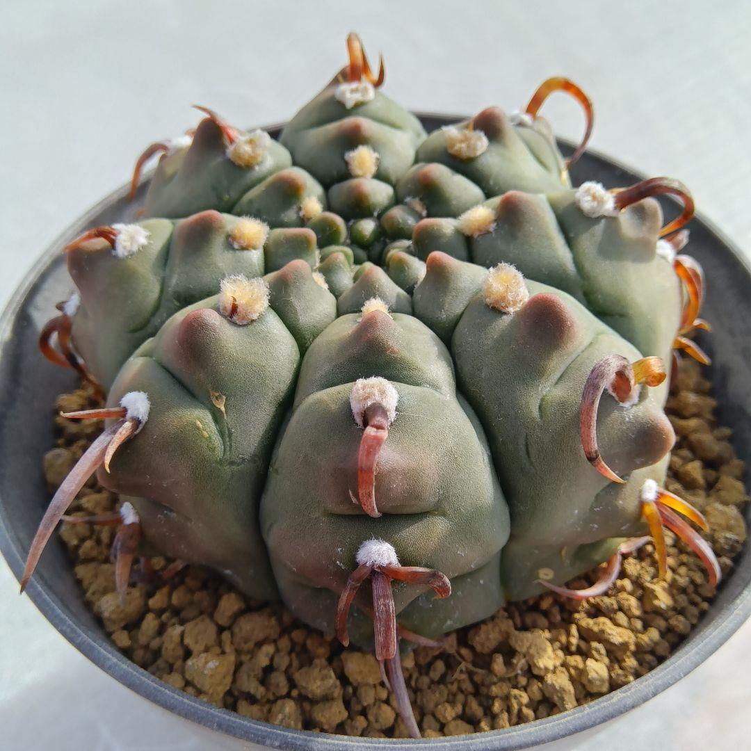 【変刺実生】バッテリー　狂刺　ギムノカリキウム　サボテン（コピアポア　多肉植物）