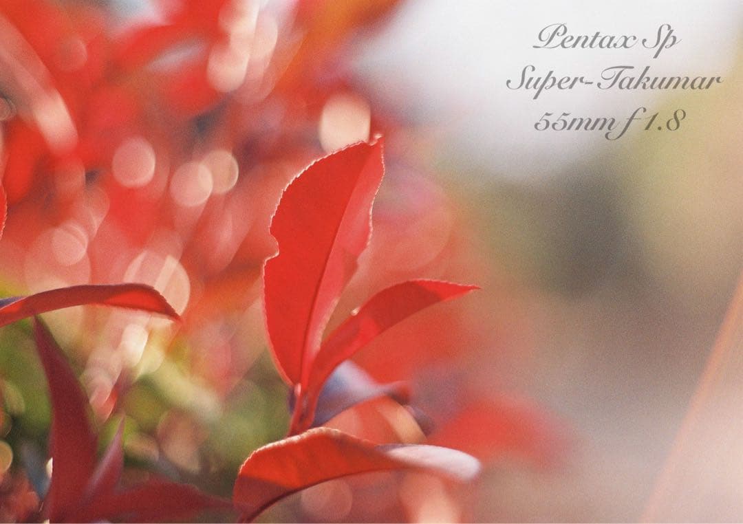 個性派ペンギンカラー★pentax sp +タクマー1.8★完動＊美品＊初期保証