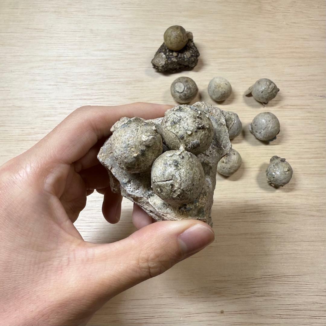 古瀬戸 陶丸 鎌倉時代 室町時代 陶片 発掘品 古常滑 古美濃 古美術 骨董品