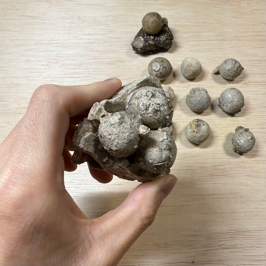 古瀬戸 陶丸 鎌倉時代 室町時代 陶片 発掘品 古常滑 古美濃 古美術 骨董品