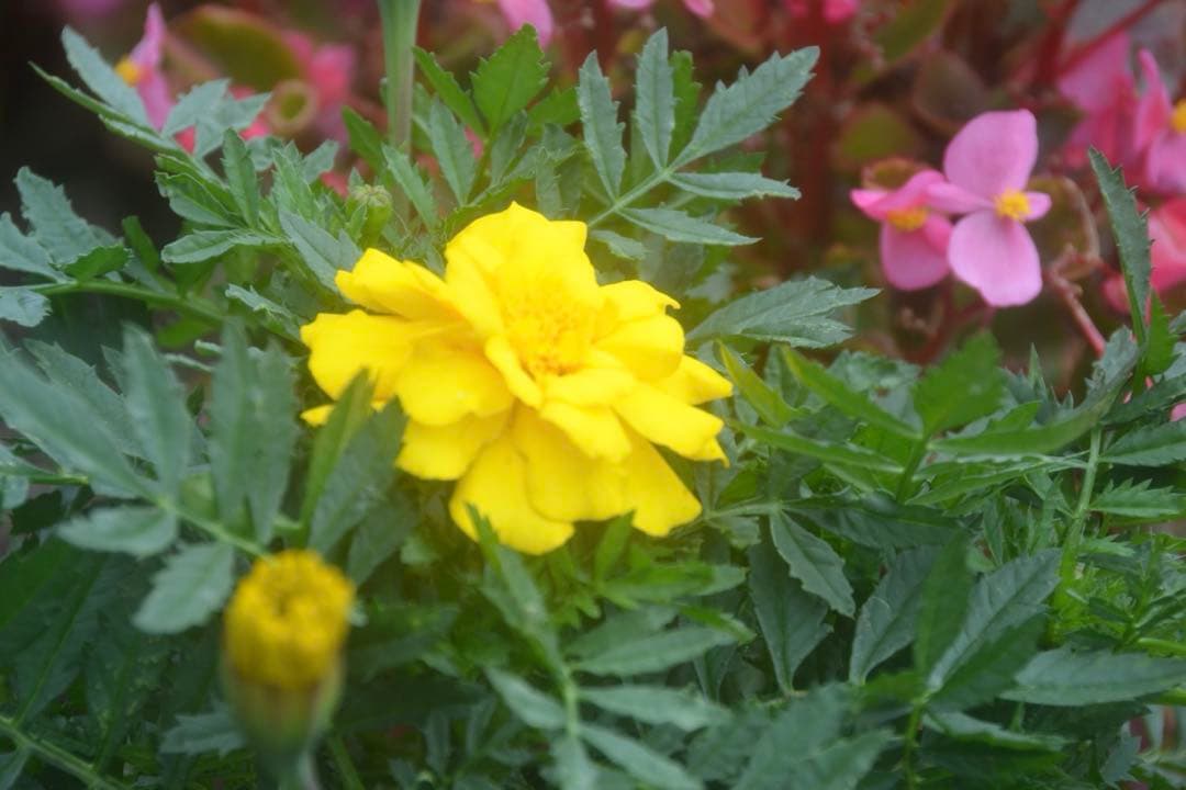 ❤️エモ写に❤️Nikon 18-200mm フィルム風描写✨