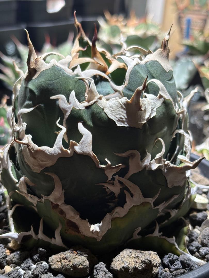 アガベチタノタ　白鯨　lize血統　大株