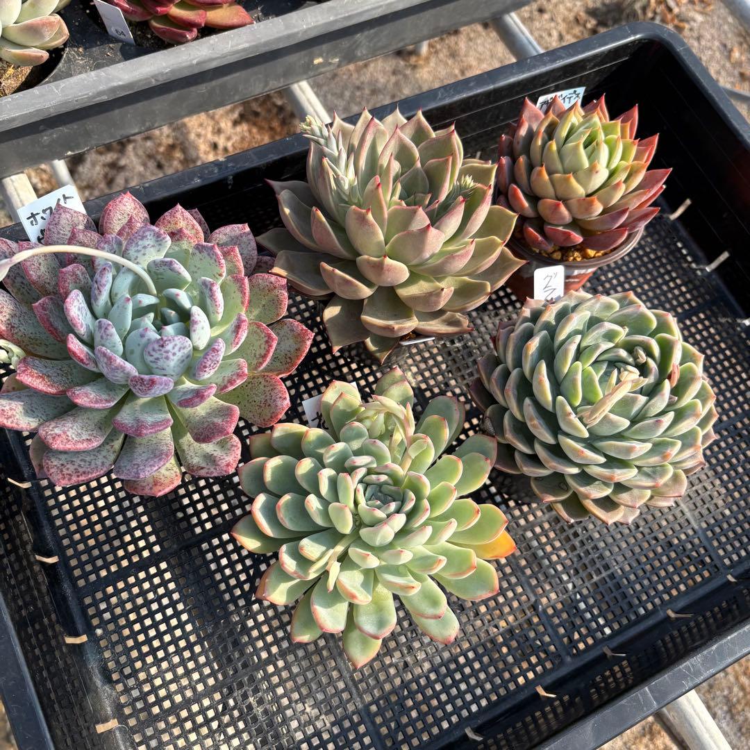 4 ホワイトビアンテ 特大 カット苗 多肉植物