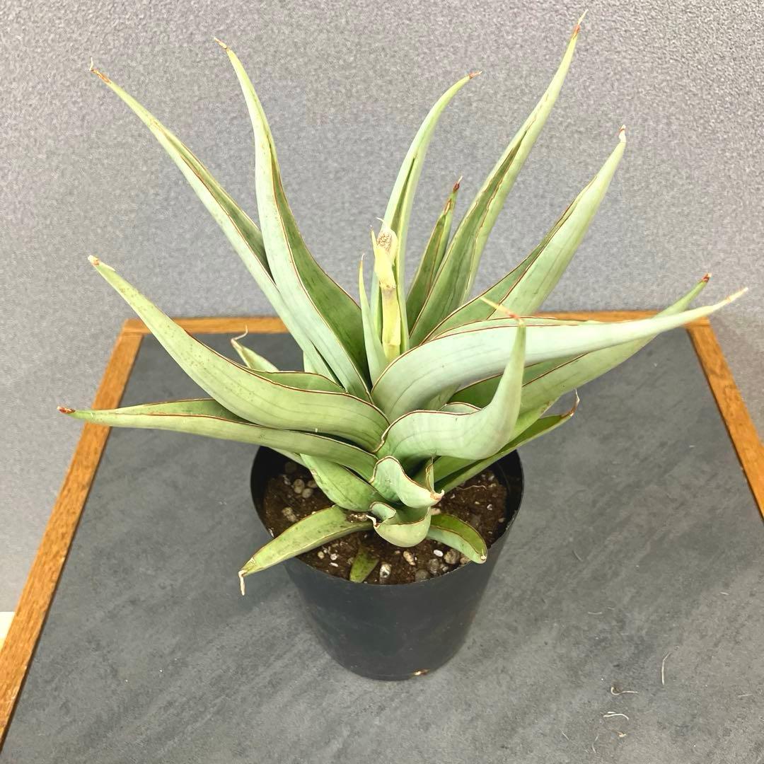 超絶希少❗️サンスベリア　バイビット✨