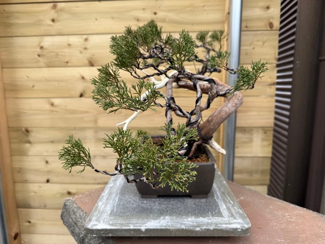u*a様 糸魚川真柏 盆栽 山採り 樹高約35cm Juniperus 中品盆栽