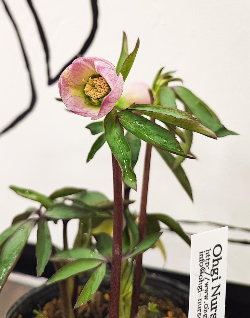 大木ナーサリー★極上ポーセリン★SDポーセリン★早いもの勝ち★正規購入株