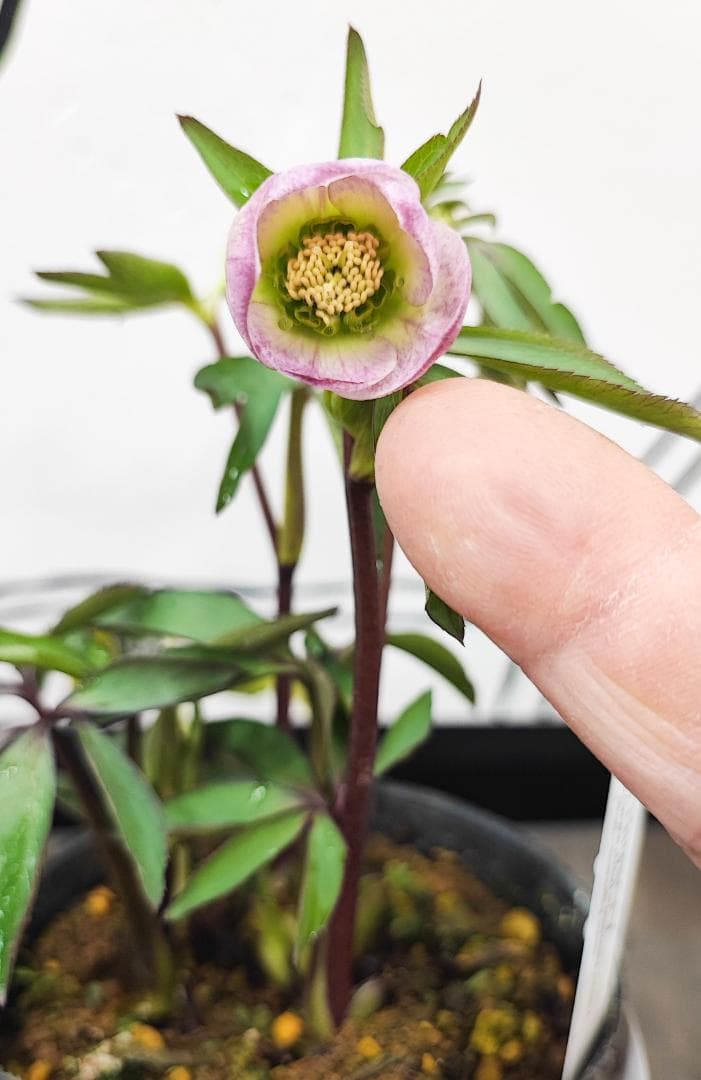 大木ナーサリー★極上ポーセリン★SDポーセリン★早いもの勝ち★正規購入株