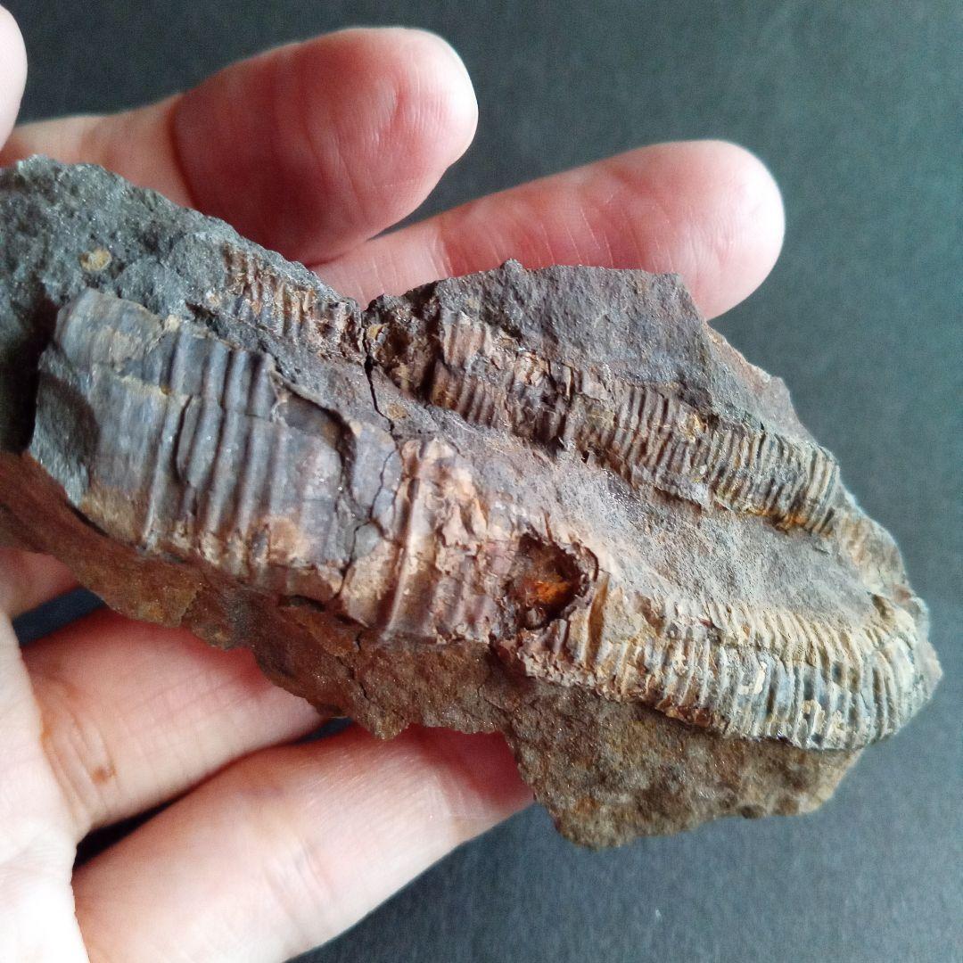 九州産　アンモナイト　ポリプチコセラス　希少