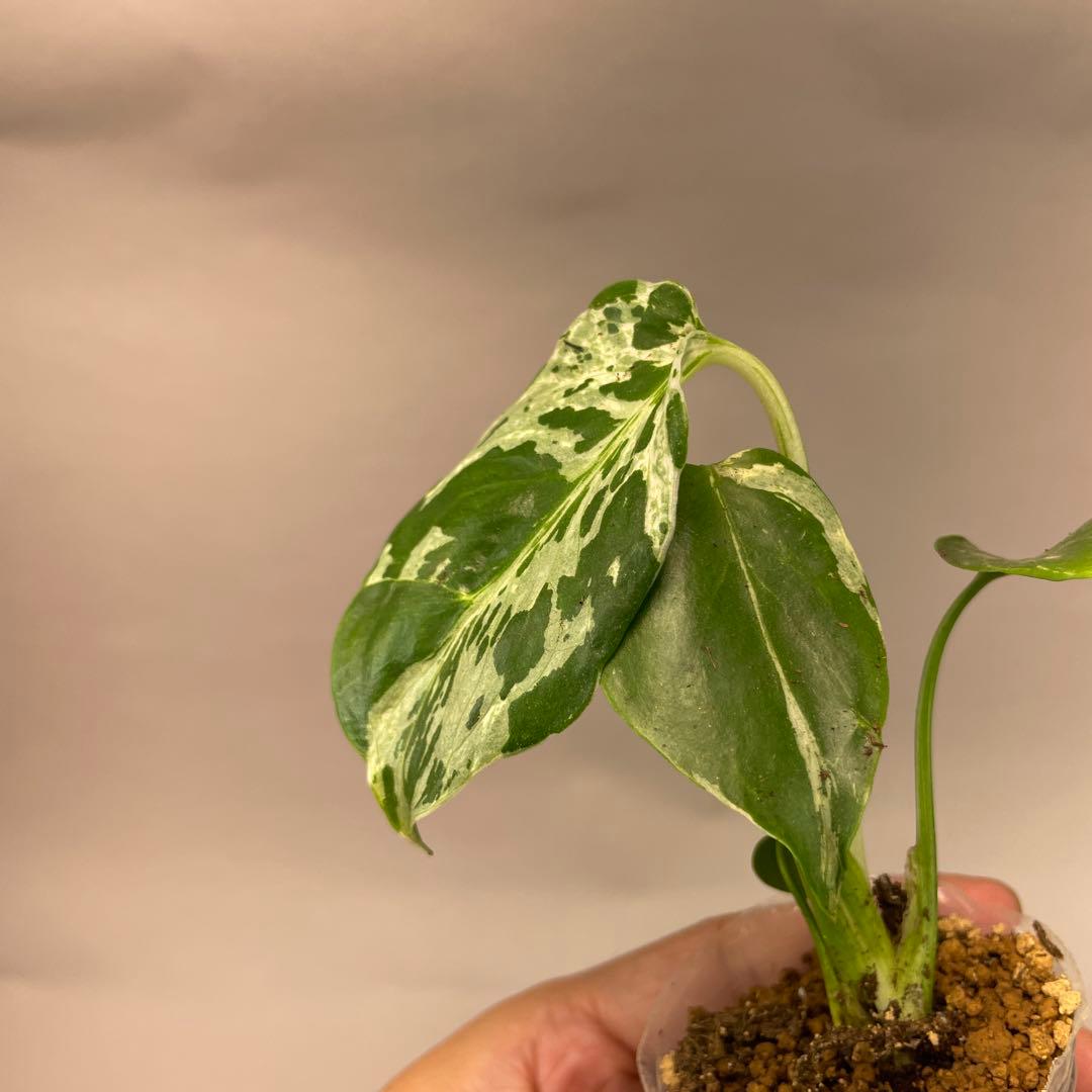 の*る様 ms28品種保証！斑入り保証！モンステラ バルバソー フシギダネ　順化