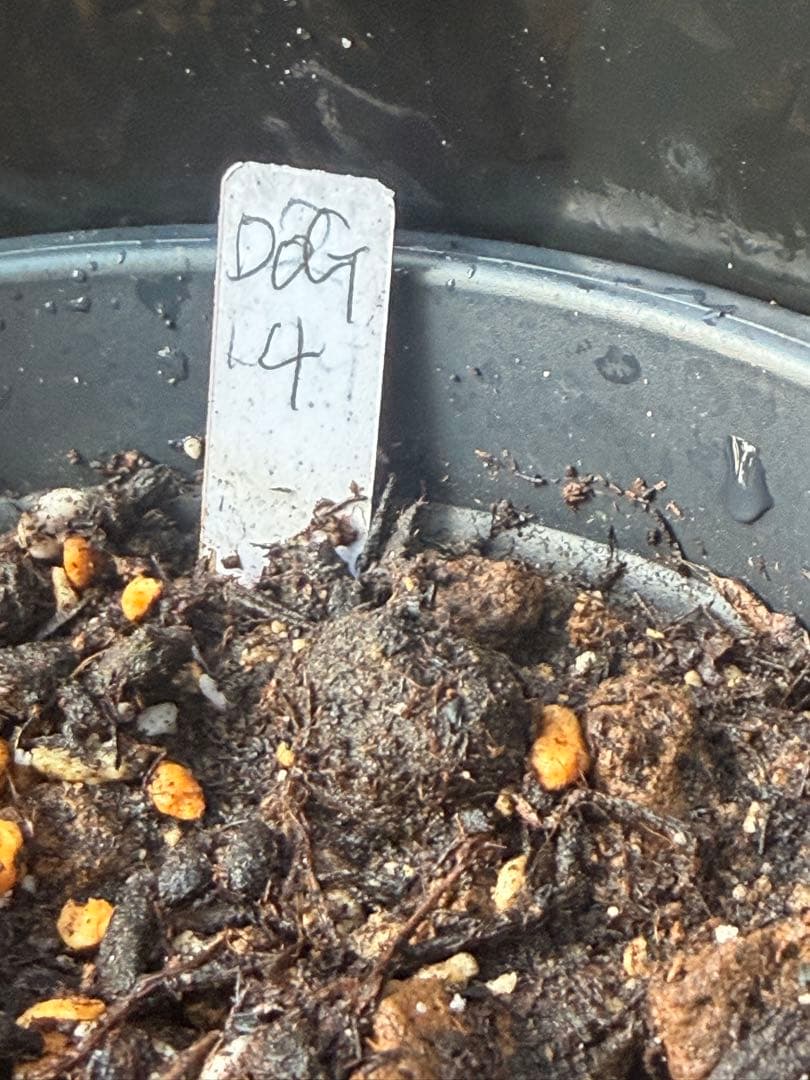ドリアン苗Orange Durio Graveolens苗 DOG4
