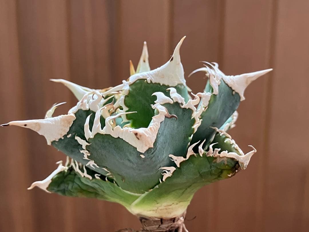 【初売り】76 超選抜　太棘　子株付　バンド幅大　アガベ　白豪刺TC ⑨【速達】