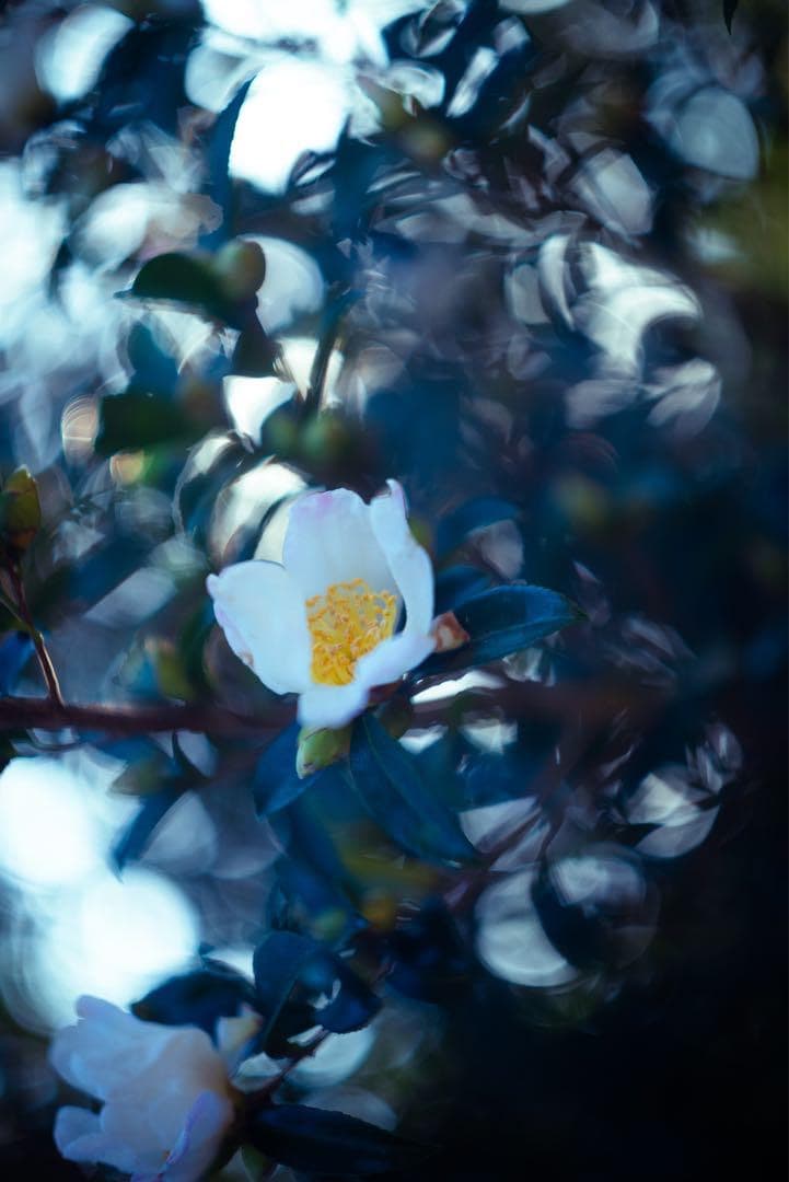 Leitz Summarit 5cm F1.5 フィルター付き（山崎光学清掃済）