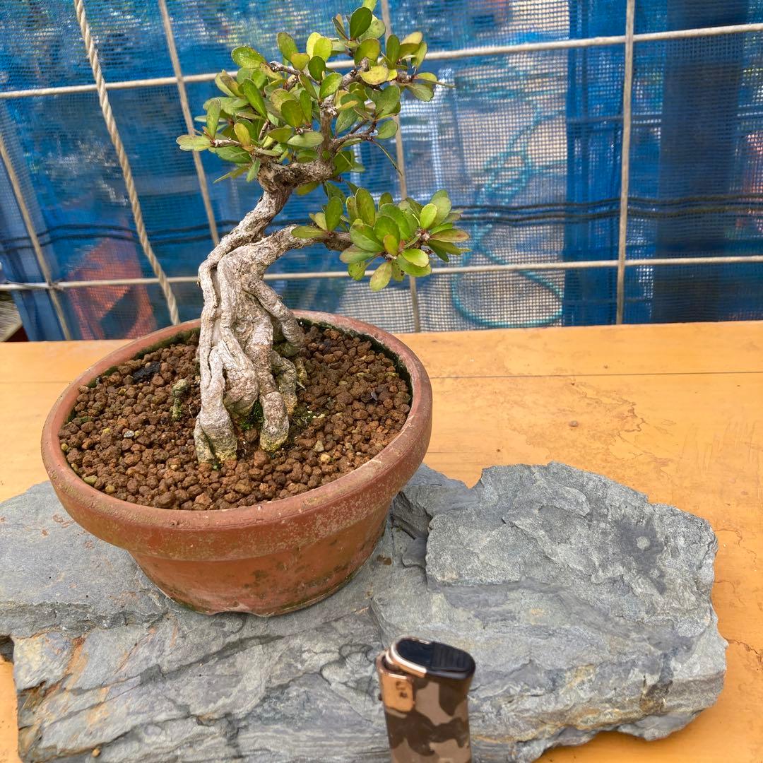 ハリツルマサキ