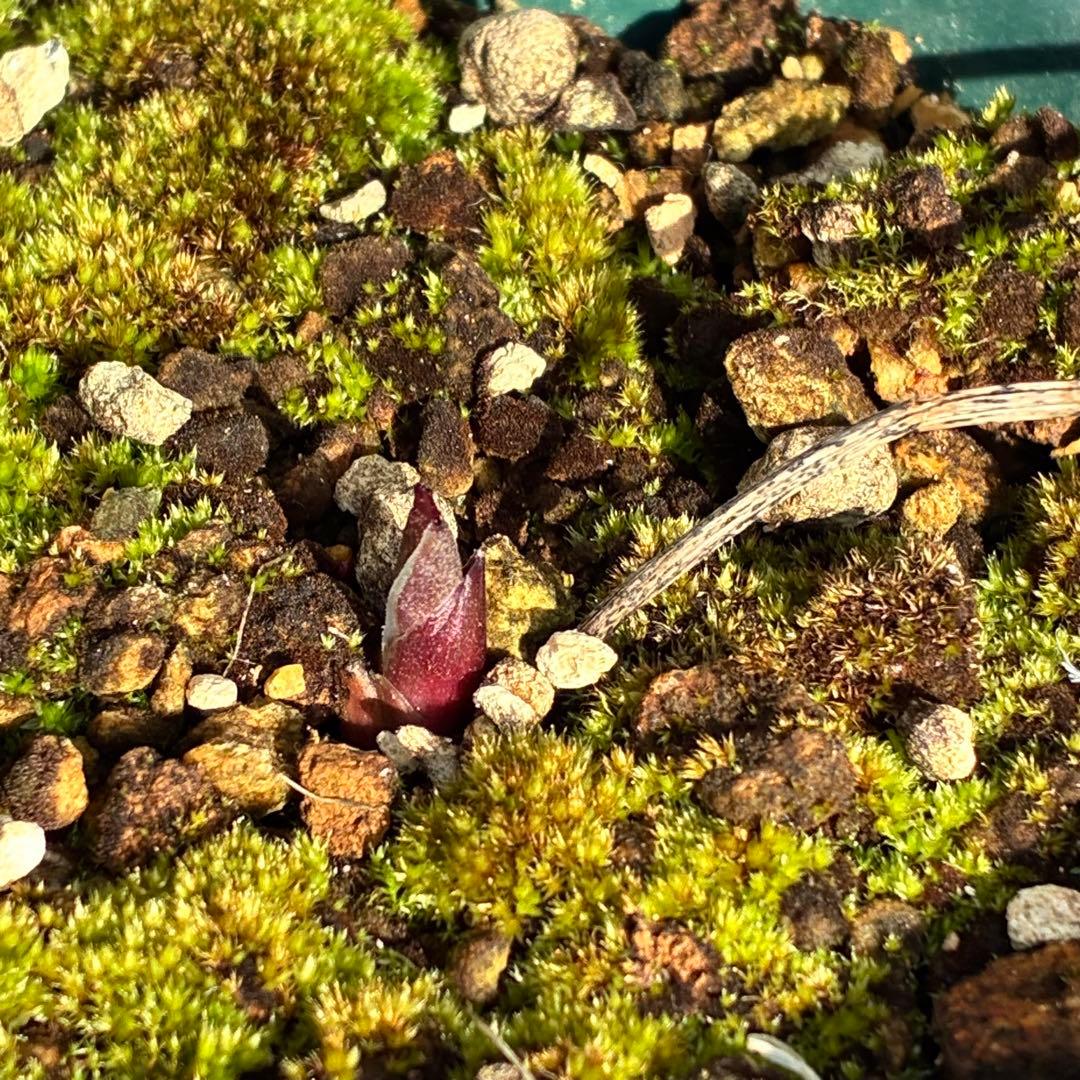 も*も様 ⭐️超希少⭐️極上⭐️3349⭐️ヨシノ⭐️横山園芸⭐️