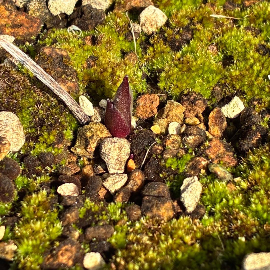 も*も様 ⭐️超希少⭐️極上⭐️3349⭐️ヨシノ⭐️横山園芸⭐️