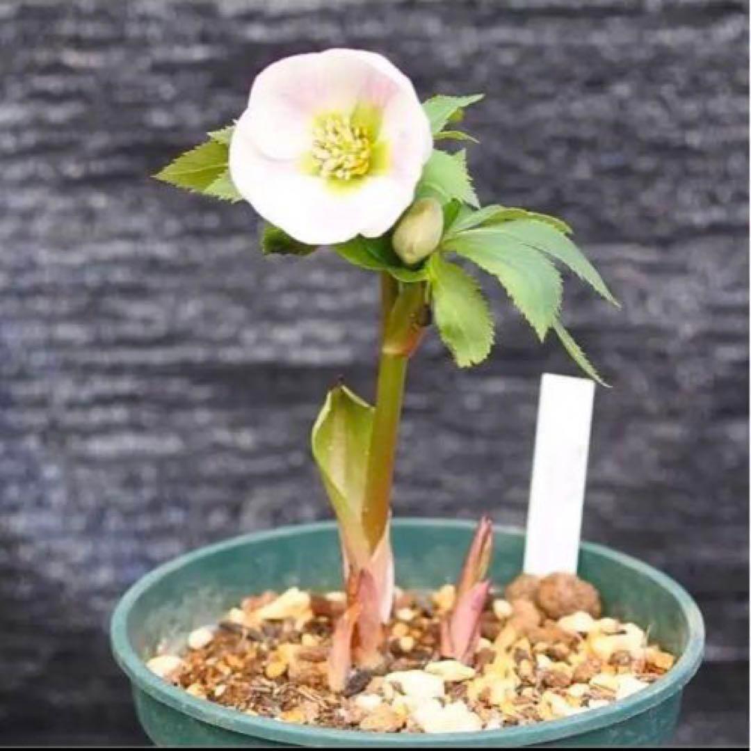 も*も様 ⭐️超希少⭐️極上⭐️3349⭐️ヨシノ⭐️横山園芸⭐️