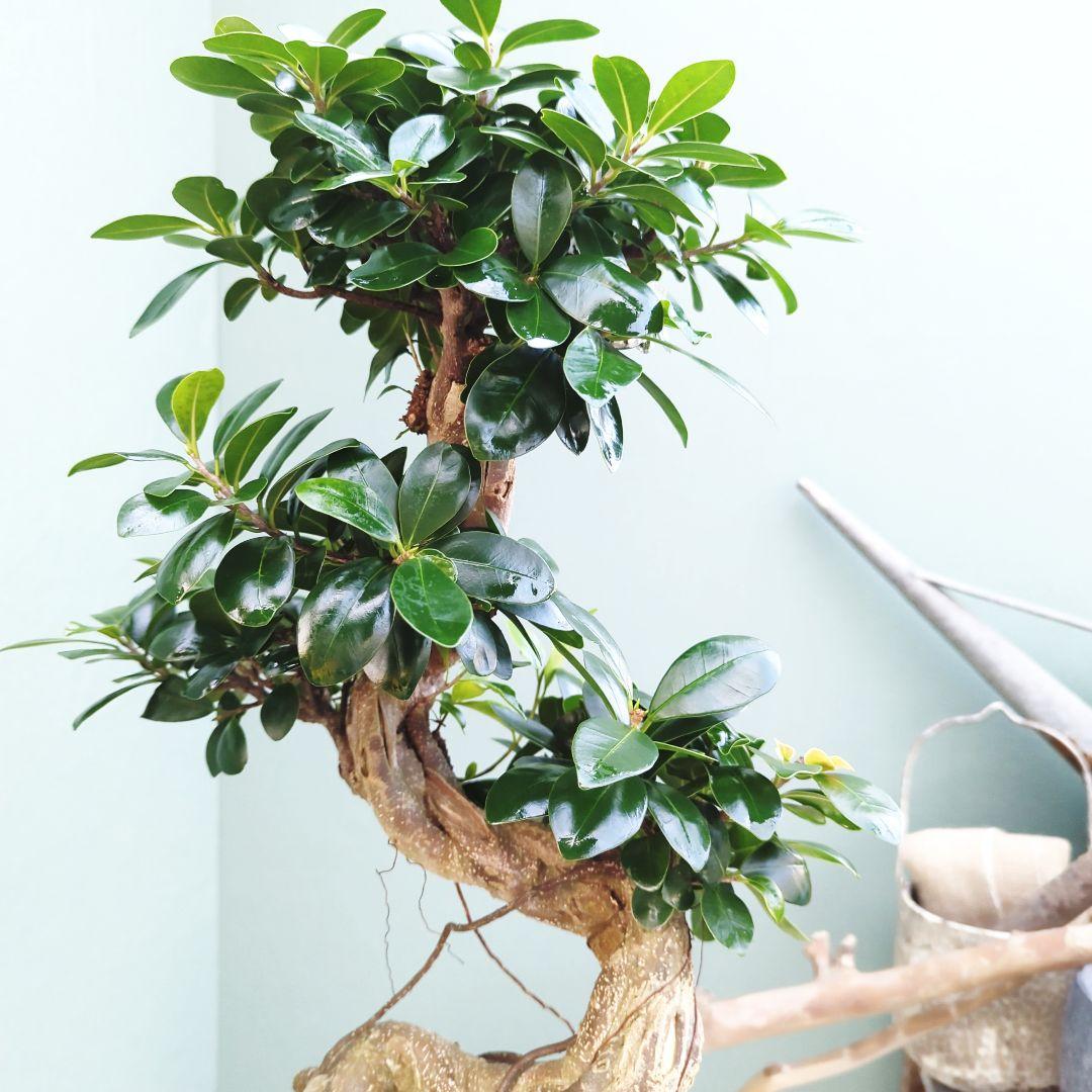 c63amg (現品)昇り龍 曲がり 根上８号