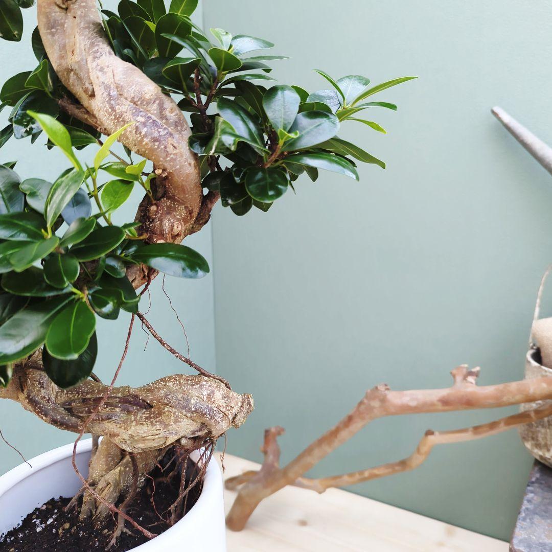 c63amg (現品)昇り龍 曲がり 根上８号