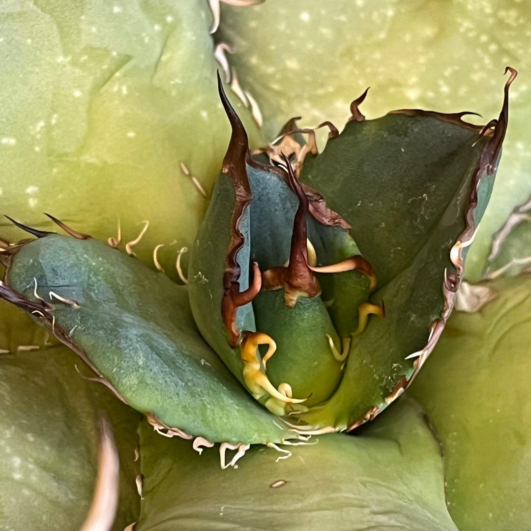 アガベ オアハカ現地株 子株 超陽炎