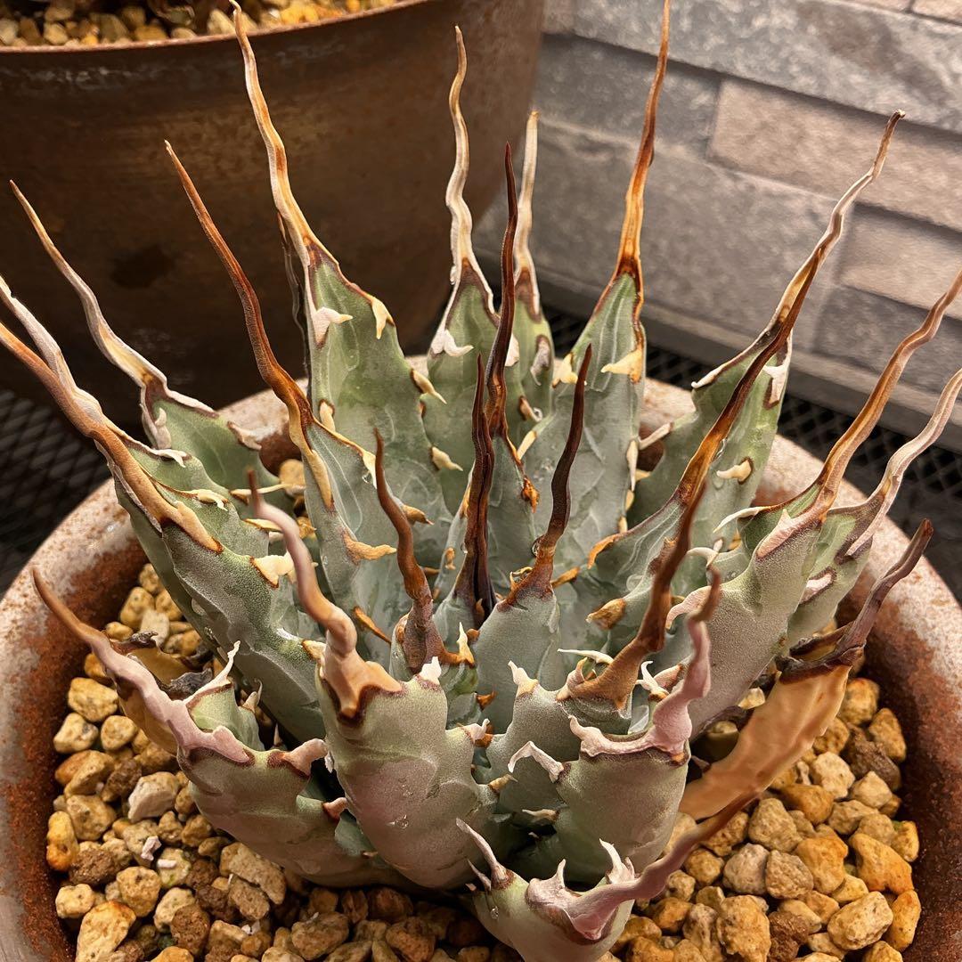 M&M MASSES 鉢付き　陽炎 ユタエンシス エボリスピナ