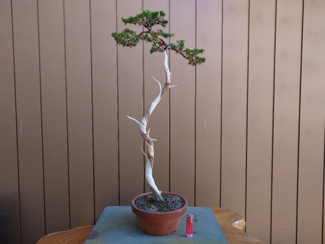 盆栽　糸魚川真柏　樹高80cm