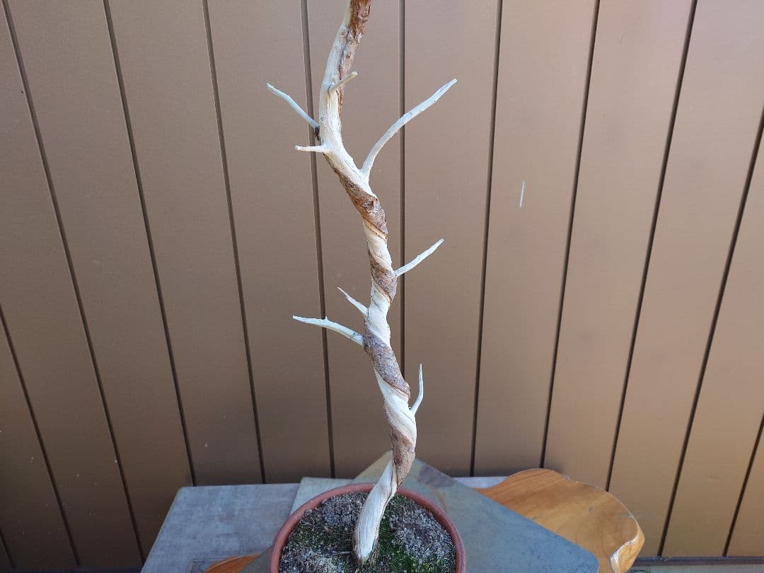 盆栽　糸魚川真柏　樹高80cm