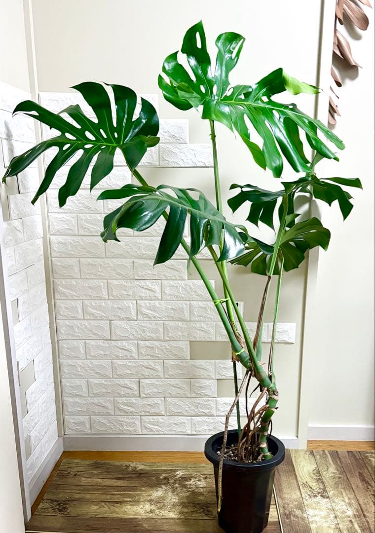 モンステラ⭐️根上がり⭐️特大サイズ　観葉植物