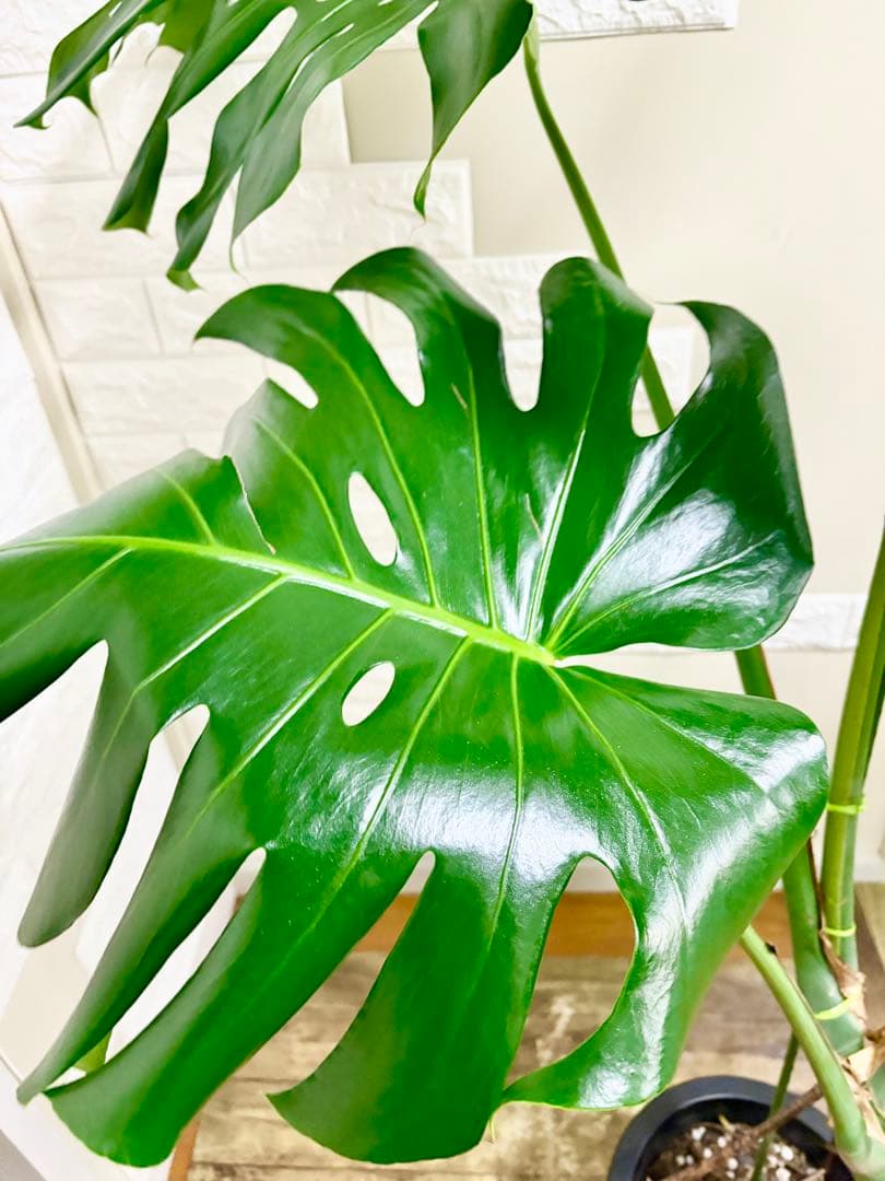 モンステラ⭐️根上がり⭐️特大サイズ　観葉植物