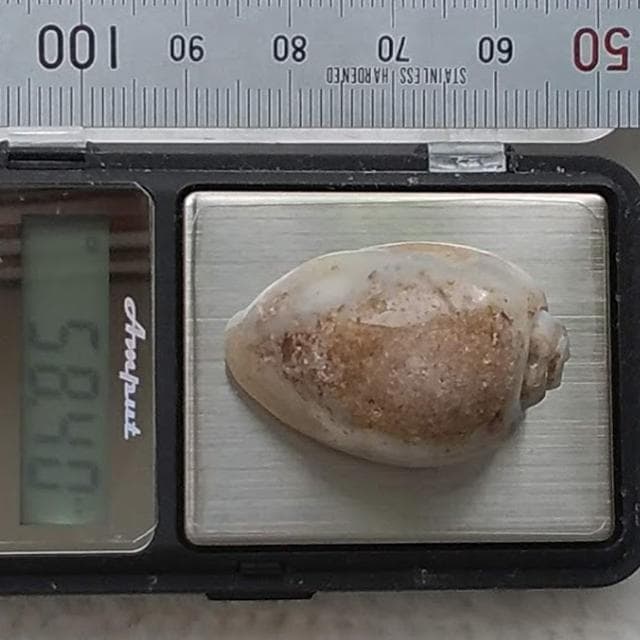 58.4ct　貝化石　仮晶アゲート　インド産　置換タイプ　化石