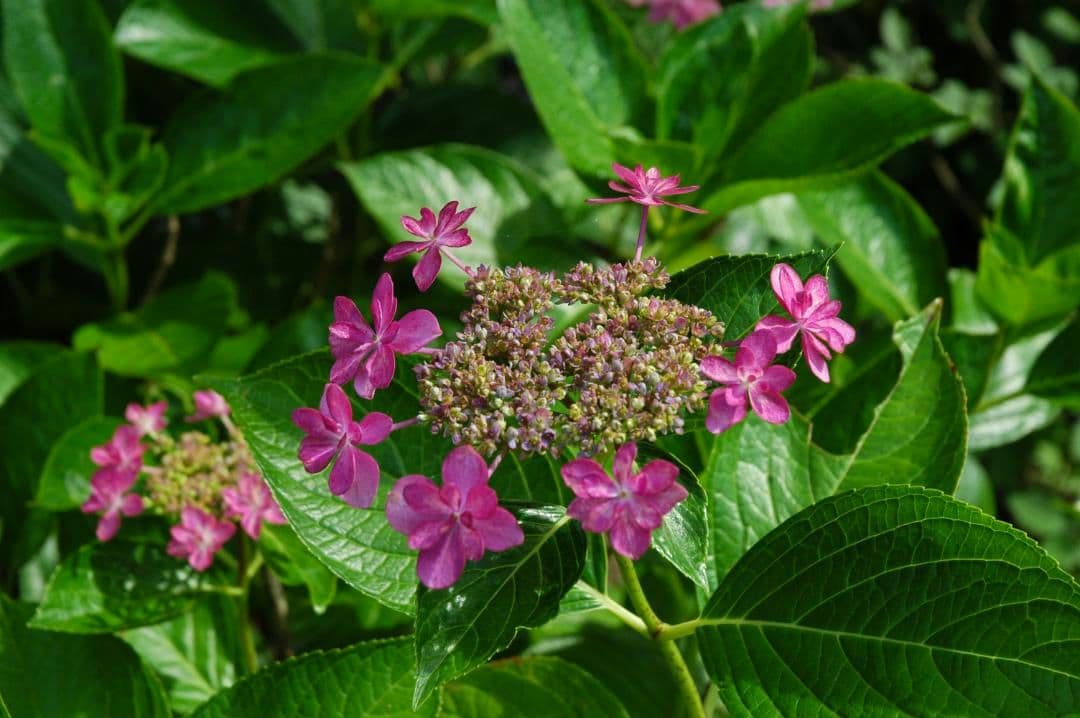 NIKON D100 標準ズームレンズ付