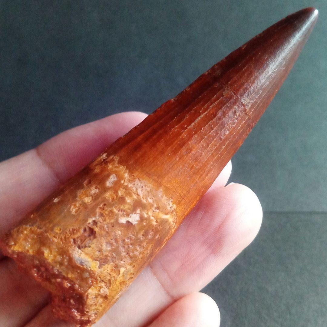恐竜　歯化石　スピノサウルス　特大　極美麗　約８０mm