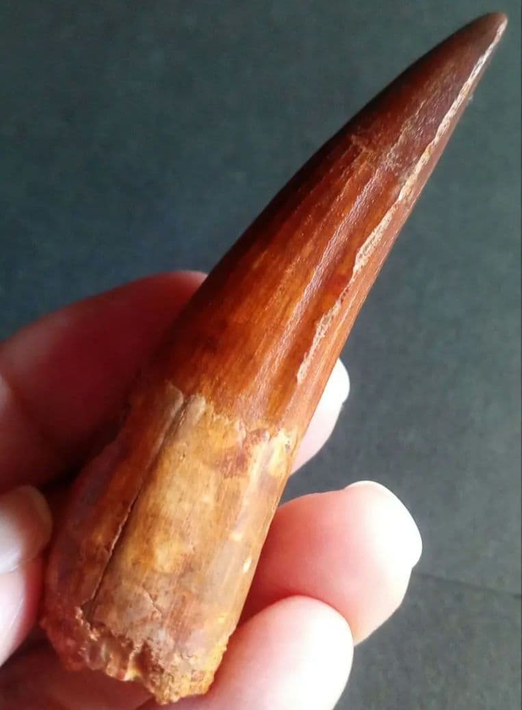 恐竜　歯化石　スピノサウルス　特大　極美麗　約８０mm