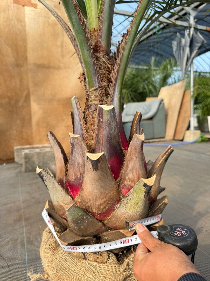 ココスヤシシルバーリーフ【極太】葉先150cm幹回り90cm 幹高40cm