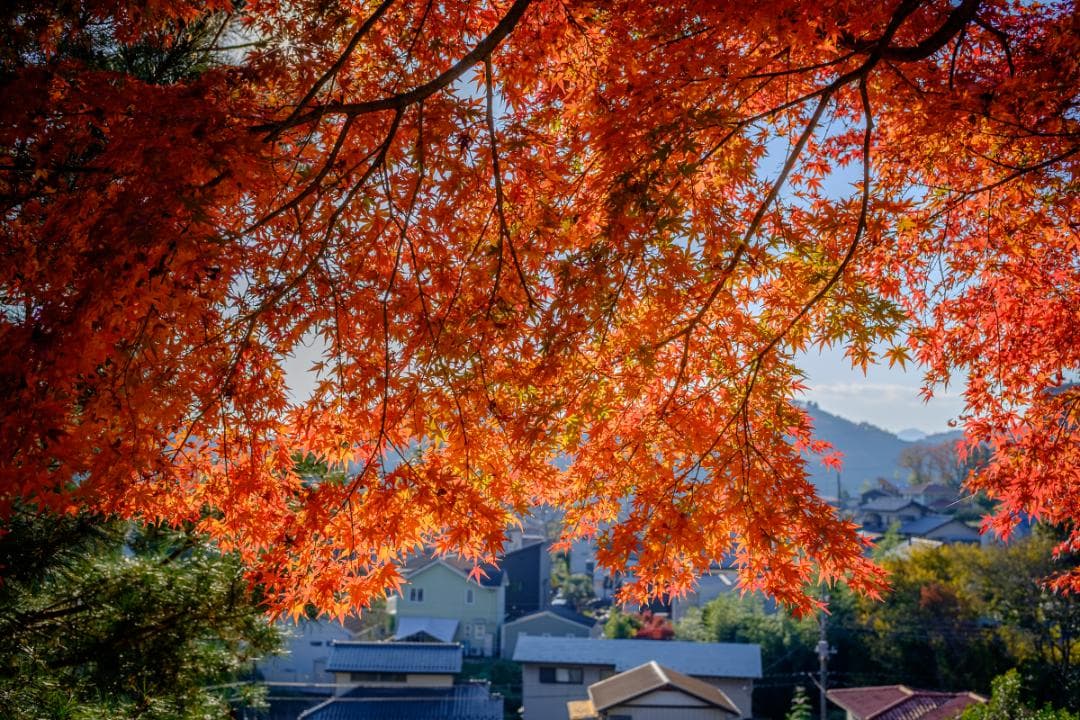 Voigtlander Ultron 27mm f2 Xマウント 新品同様