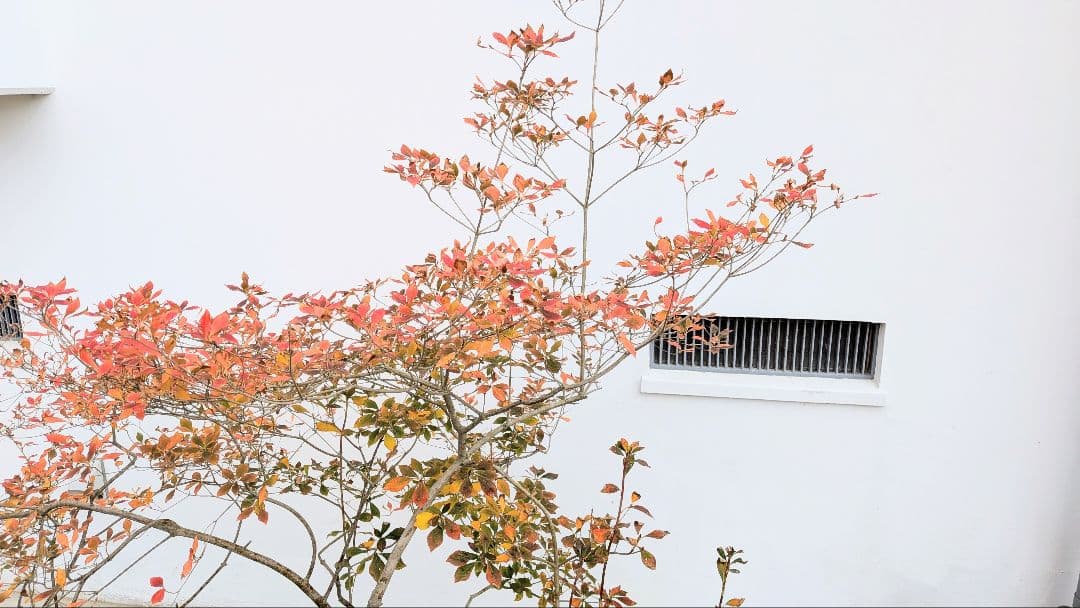 至高。。山採りドウダンツツジ。