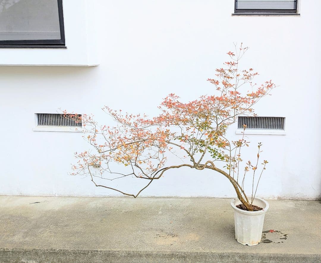 至高。。山採りドウダンツツジ。