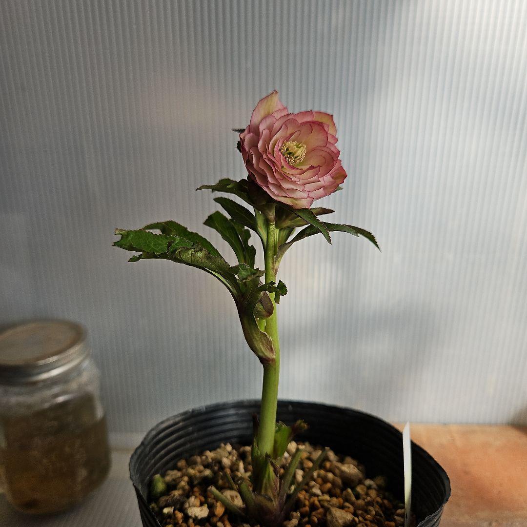 ㉖-111クリスマスローズ