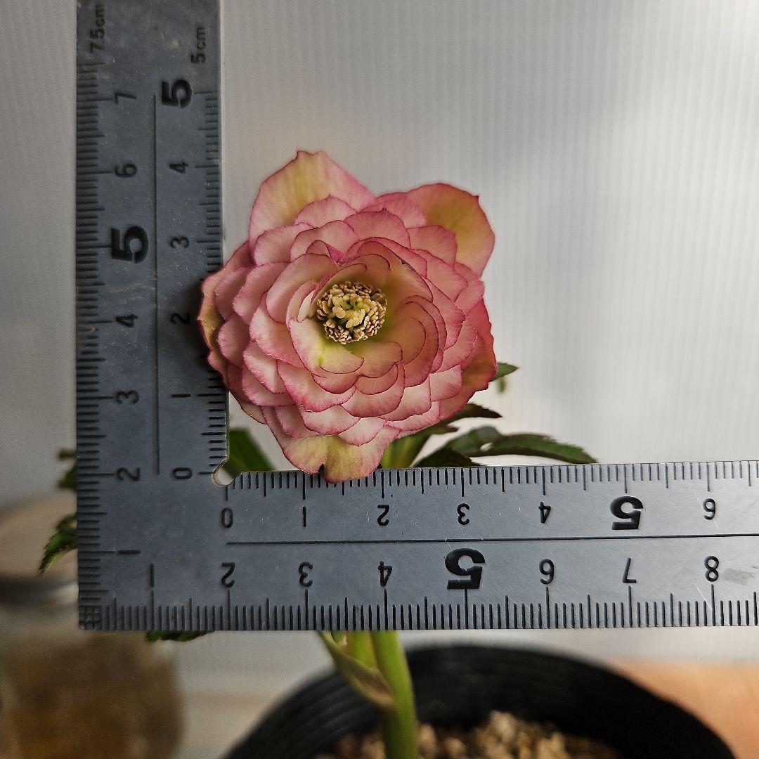 ㉖-111クリスマスローズ